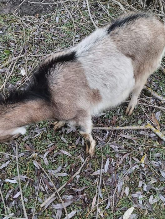 Продаю кіз та молочко