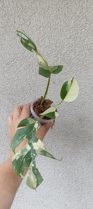 Monstera mimma rapidophora Terrasperma variegata