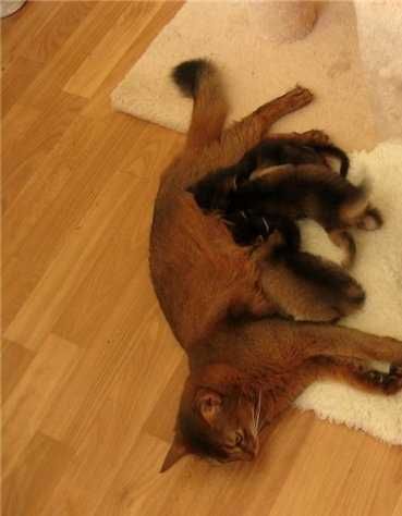 Котята сомалийские мальчик абиссинец длиник
