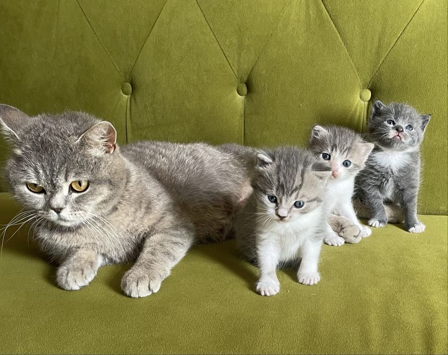 Британські кошенята