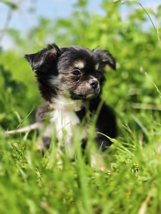 Śliczny samiec chihuahua z rodowodem