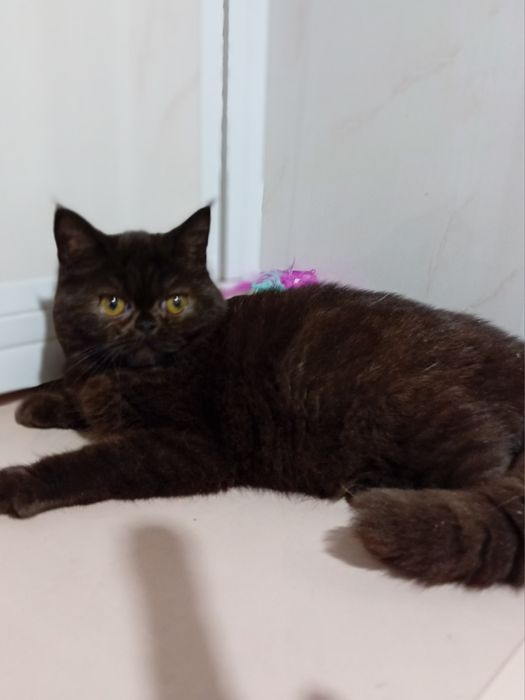 Kotka egzotyczna, krótkowlosy pers