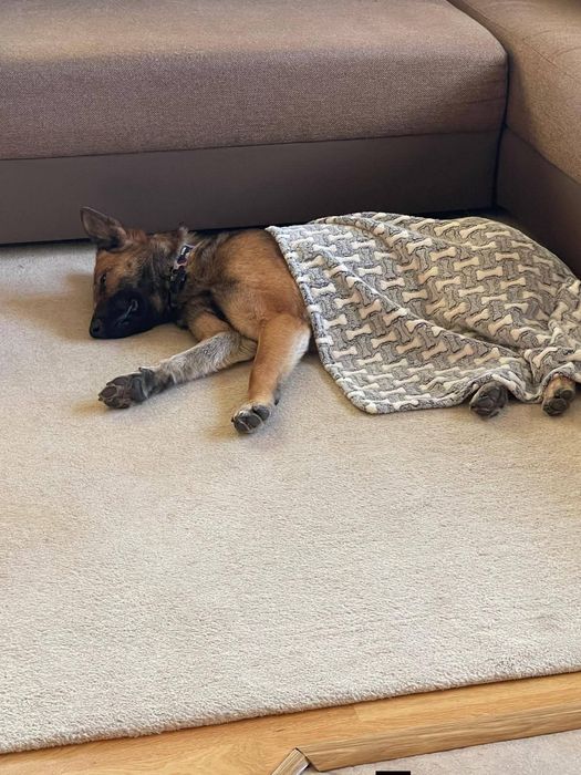 Delikatna Śliwka szuka domu