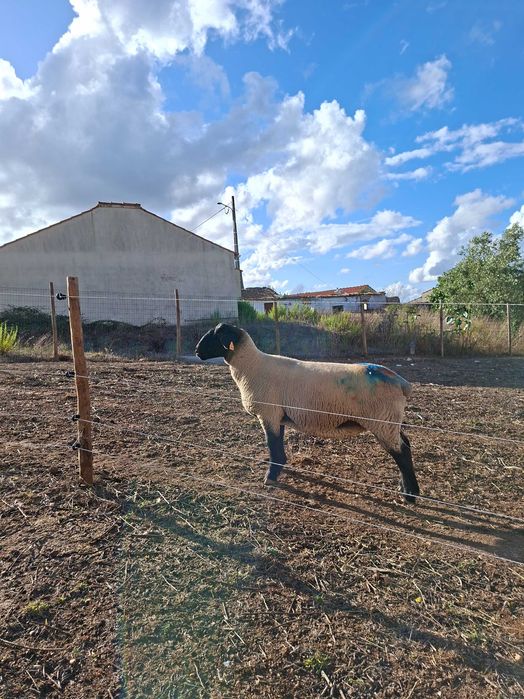 Ovelha suffolk (malata)