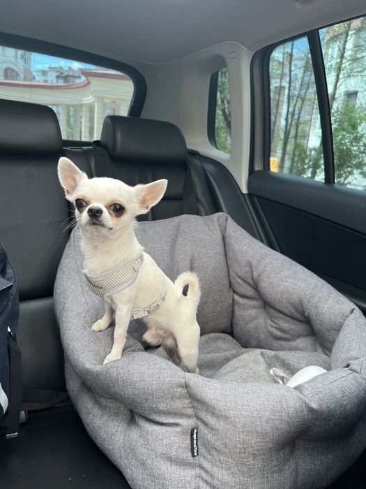 ВʼЯЗКА! Хлопчик міні 1,8 рочків, 1,6 кг. Не розвʼязаний.