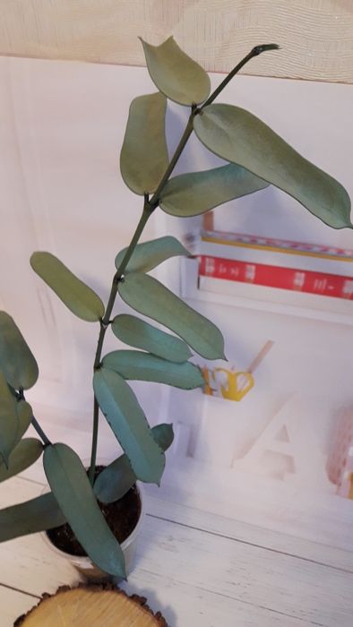 Хойя пандурата сильвер укореняшка