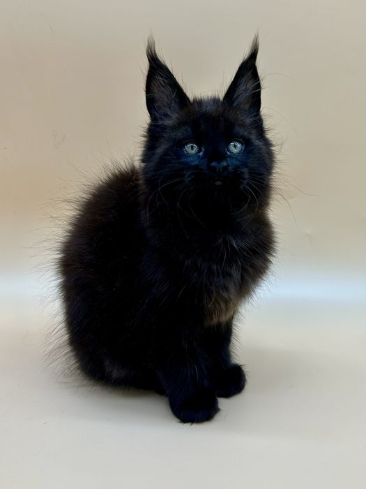 Мейн кун девочка