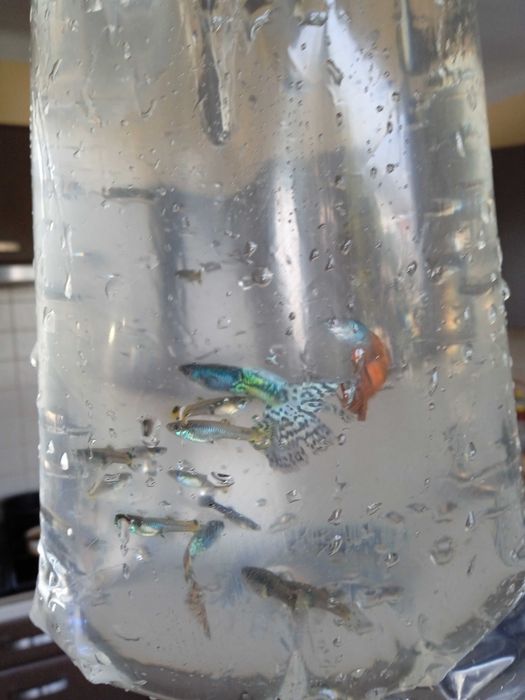 Pawie Oczka Rybki 3 zł