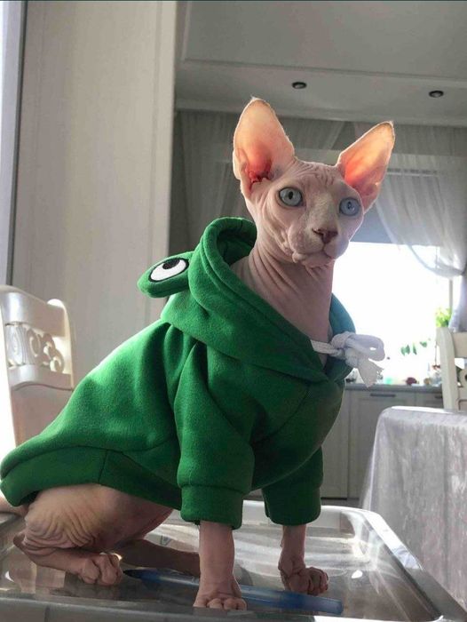 Передержка домашняя зоогостинница для животных.Недорого!