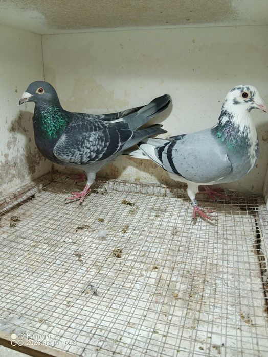 27.Gołębie pocztowe. Samice DV 2025.