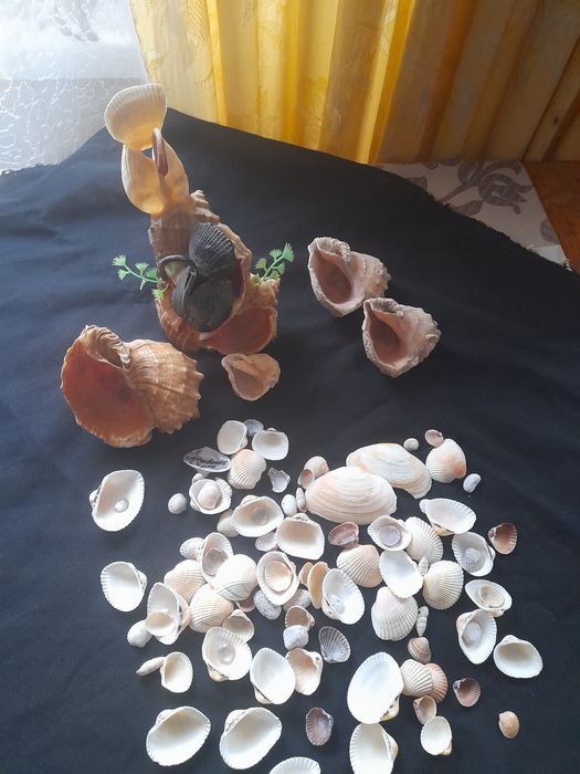 Ракушки для  аквариума