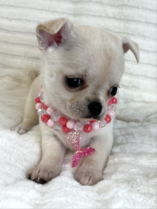 Chihuahua Femea  Pelo Curto