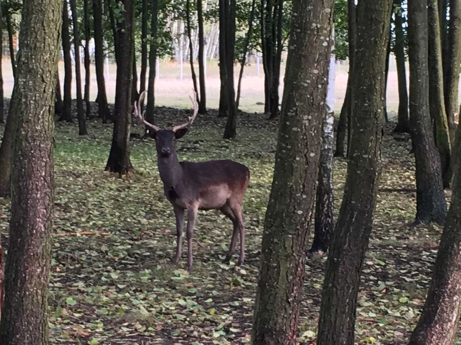 Daniele Byki Łyżkarze Samce