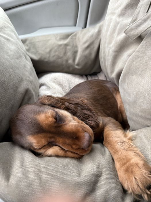 Zara Home legowisko samochodowe dla psa Jak Nowe 2025