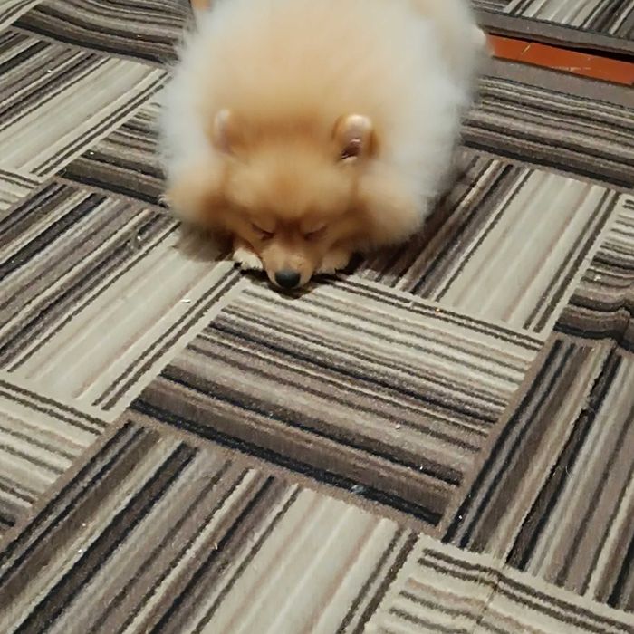 Милий хлопчик шпіца 9 місяців