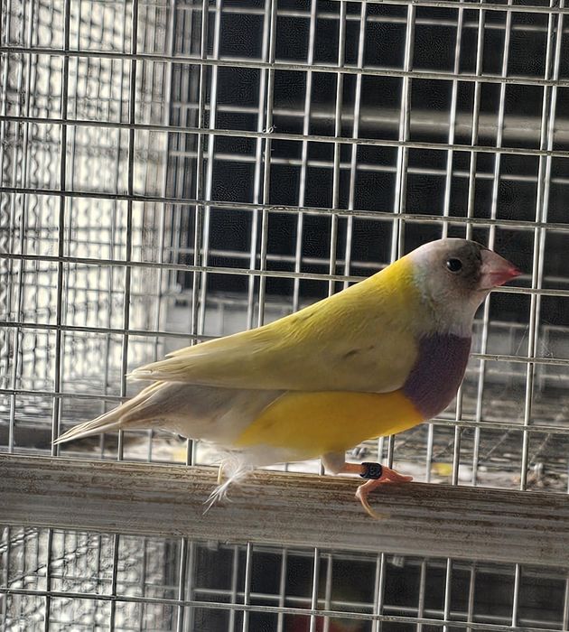 Diamante gould macho