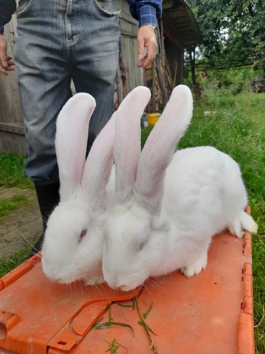 Króliki Belgi małe