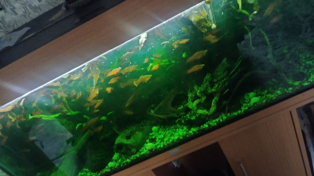 Продам акваріумні рибки