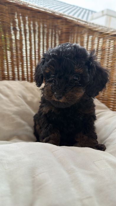 Pudel toy, najmniejszy z miotu black and tan