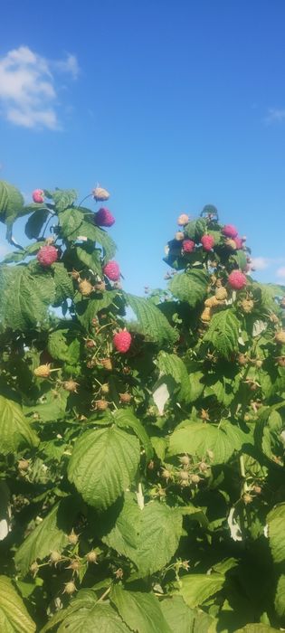Продам саджанці малини