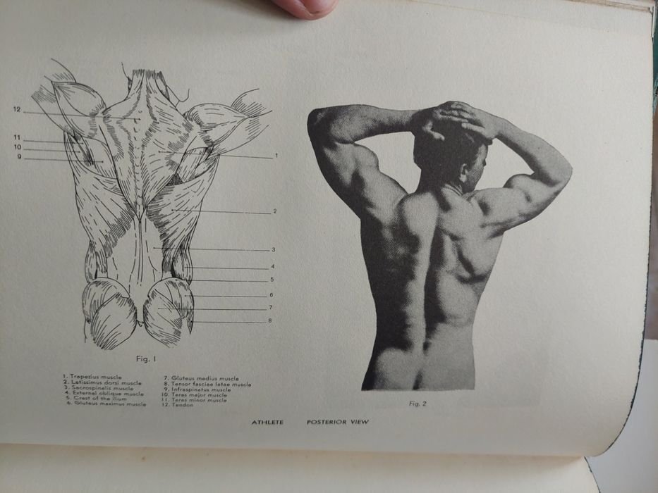 Livro an atlas of anatony for artists