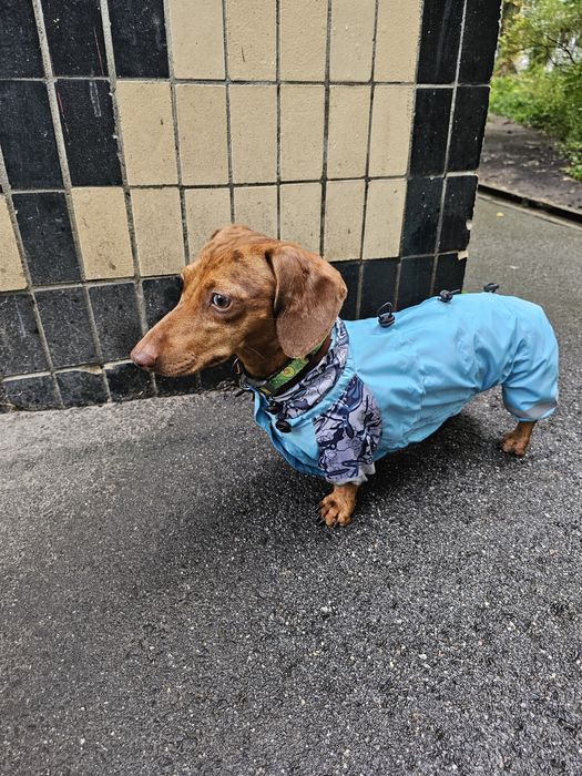 Одяг для собак всіх розмірів