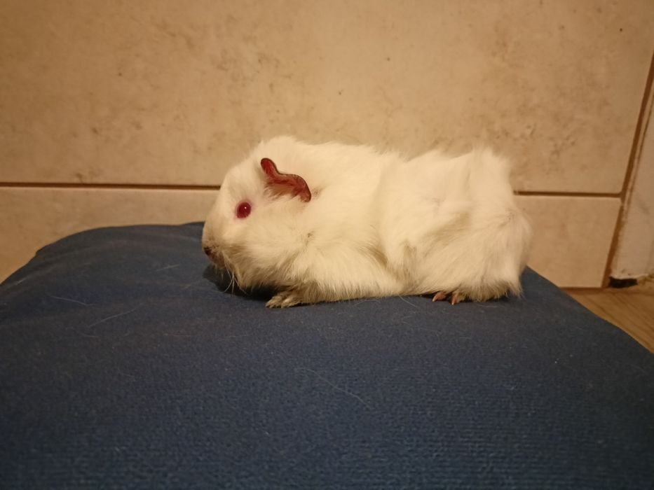 Świnka morska młoda