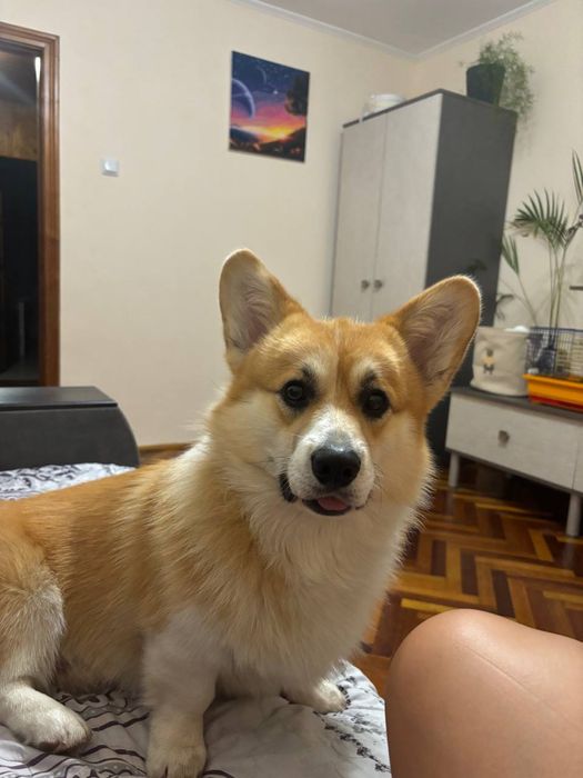 Вельш коргі пемброк вʼязка