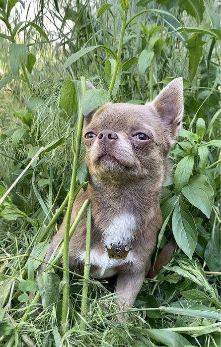 Доллар приглашает невест