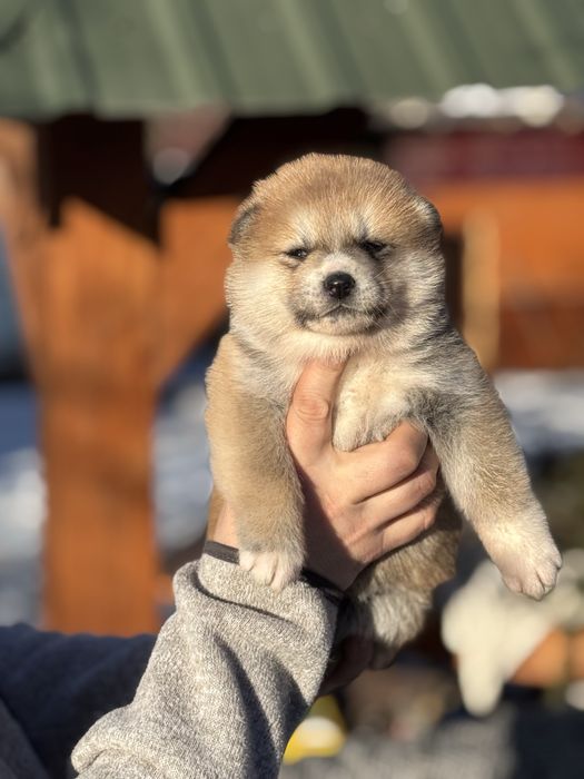 Акіта іну - цуценята з міжнародної годівлі Mendelred kennel FCI