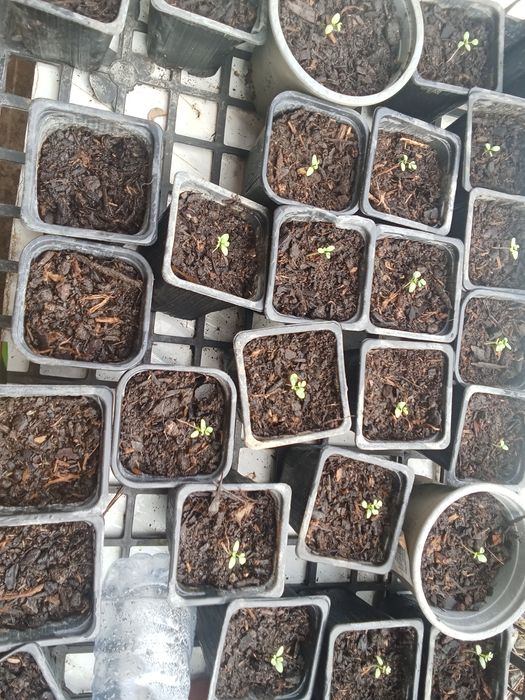 Mudas de Arruda envio para todo Portugal