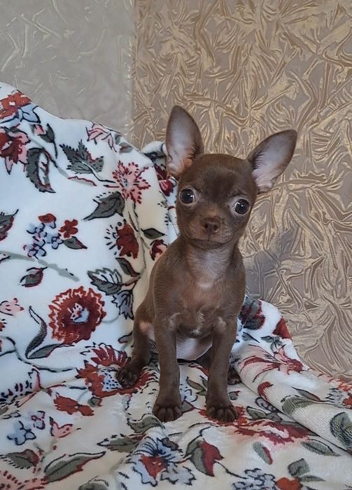 Малышка чихуахуа