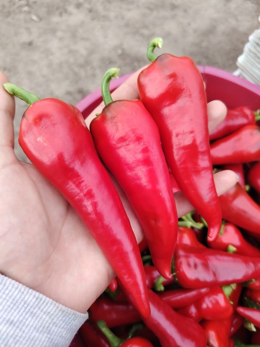 Papryka ostra chili cyklon czerwona