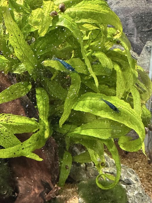 Krewetki Blue Velvet