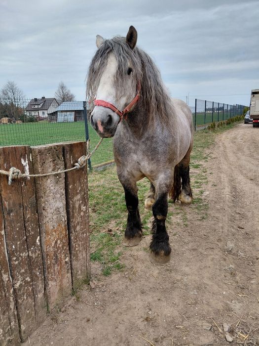 Ogier zimnokrwisty z licencja