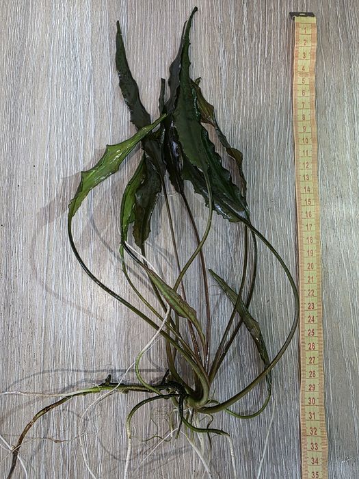 Kryptokoryna, roślina akwariowa, duża
