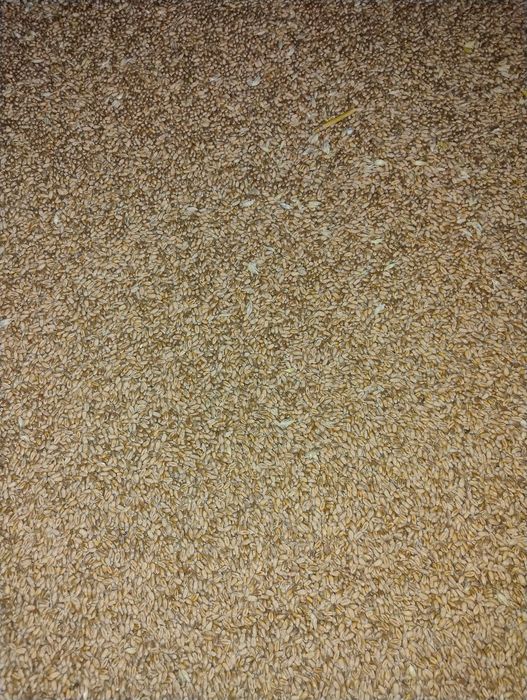 Pszenica ozima euforia 2025,w małych opakowaniach 50kg