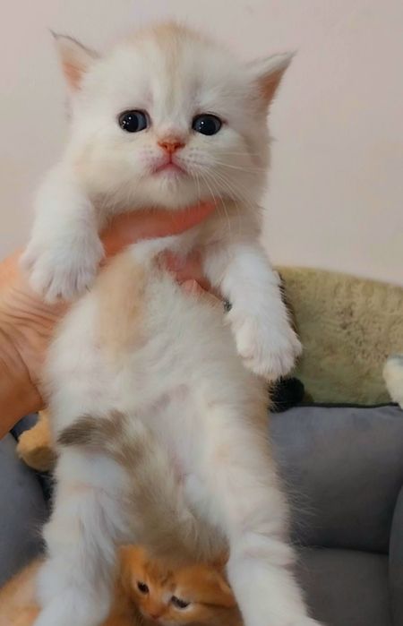 Ооочень милая малышка милашка Скоттиш страйт