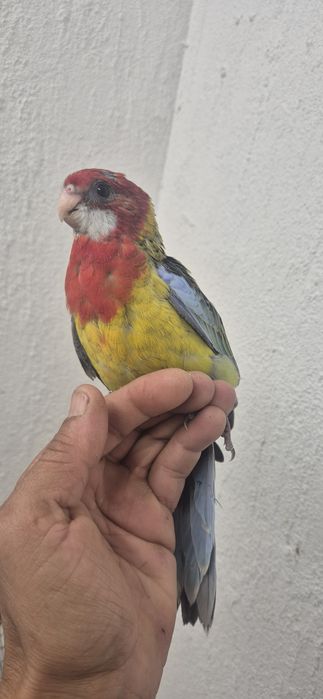 Roselas domesticadas
