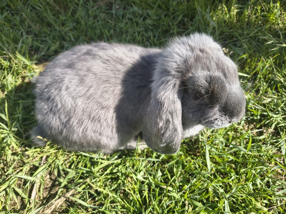 Króliki barany francuskie