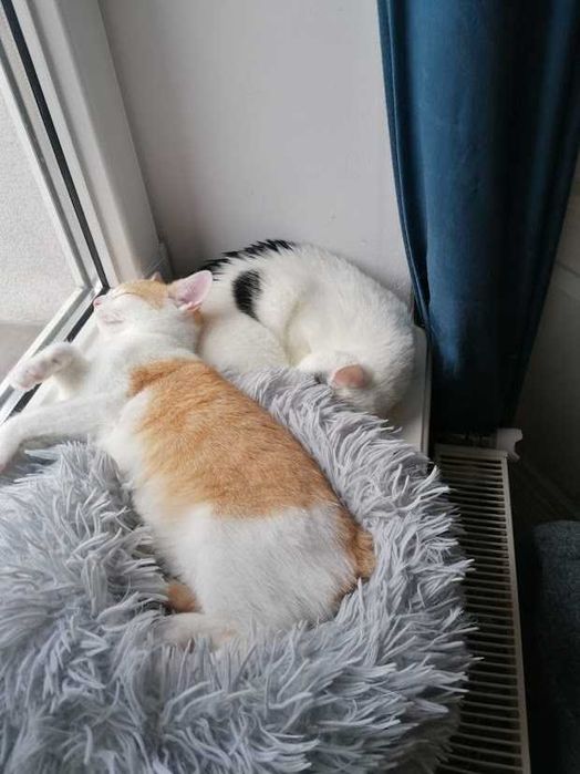 REZERWACJA EL - 7-miesięczny rudo-biały kochany kocurek do adopcji!