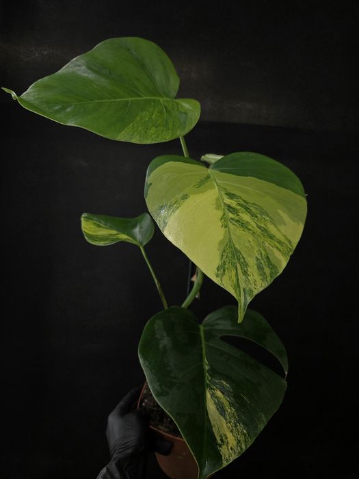 Рідкісні варієгатні колекційні рослини