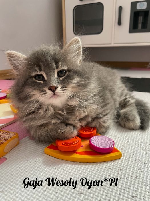 Kotka syberyjska - kocięta syberyjskie Wesoły Ogon*PL