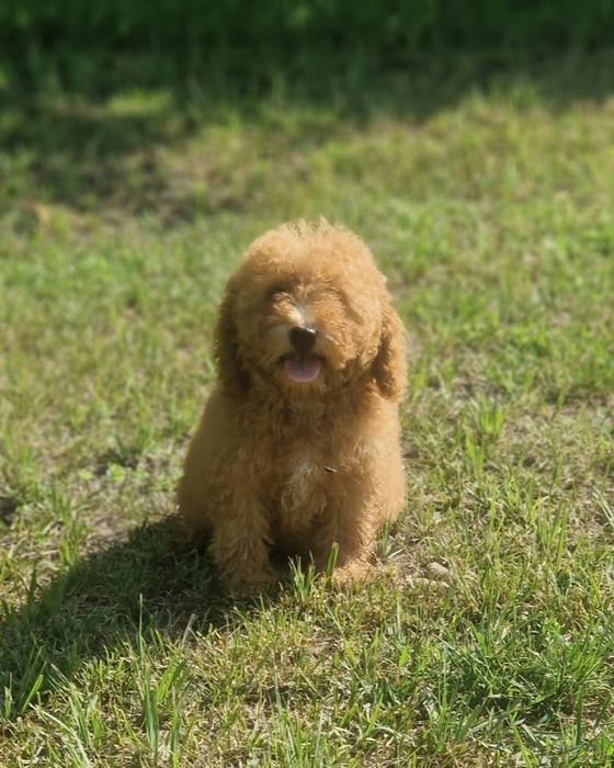Maltipoo - F1b  śliczna suczka, możliwość zrobienia paszportu!