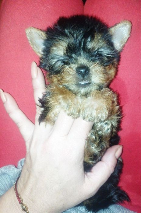 Чистокровные девочки йорка мини и мелкий стандарт