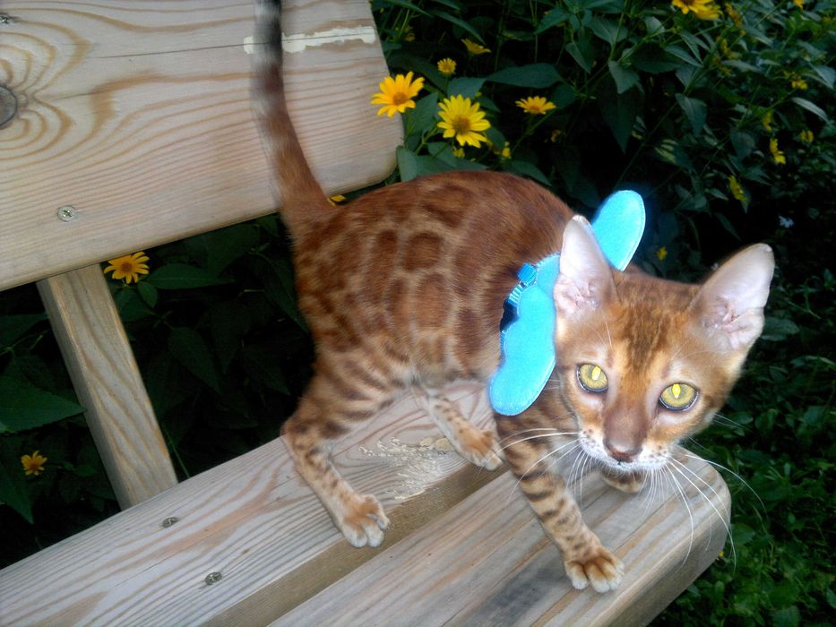 Лагідний BENn24 бенгальський хлопчик любимчик чи в розведення