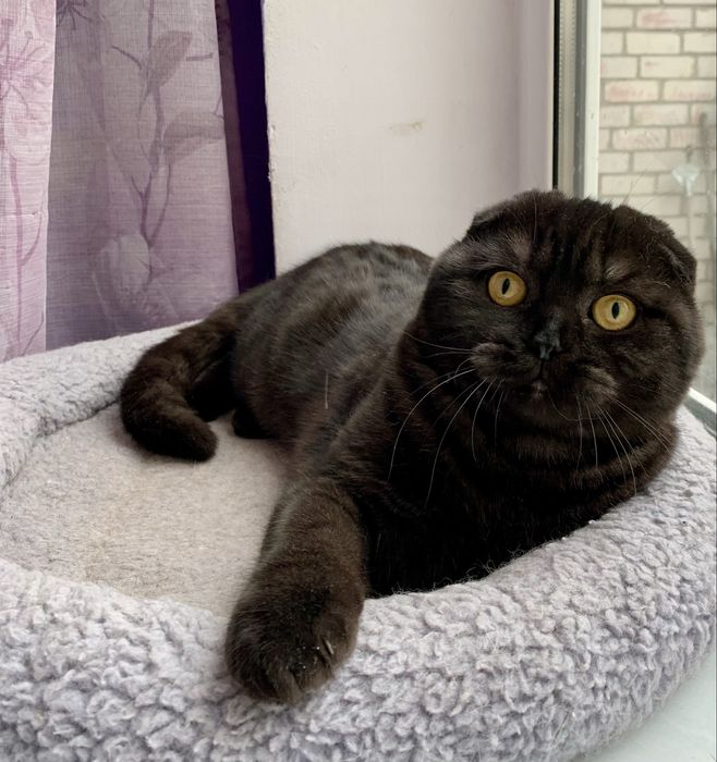 Шикарный Фолд котик