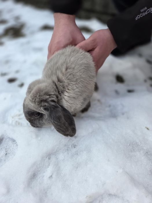 Królik samiec Mini Lop