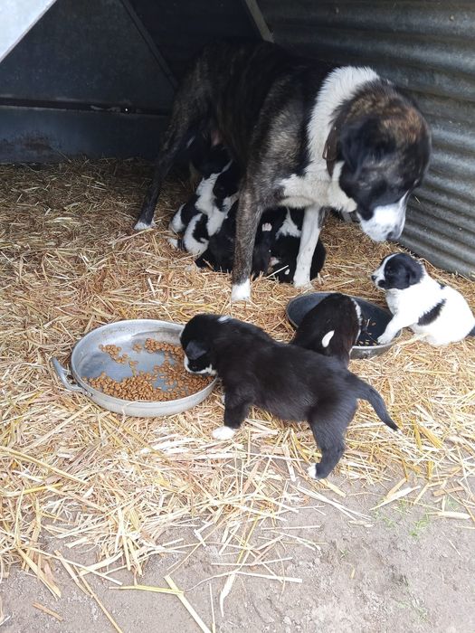 Rafeiros alentejanos