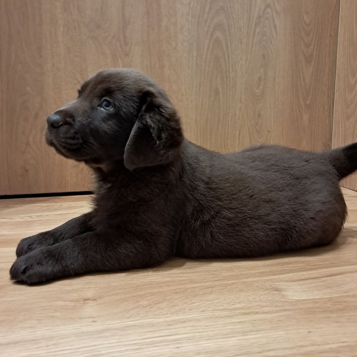 Labrador retriever-piesek